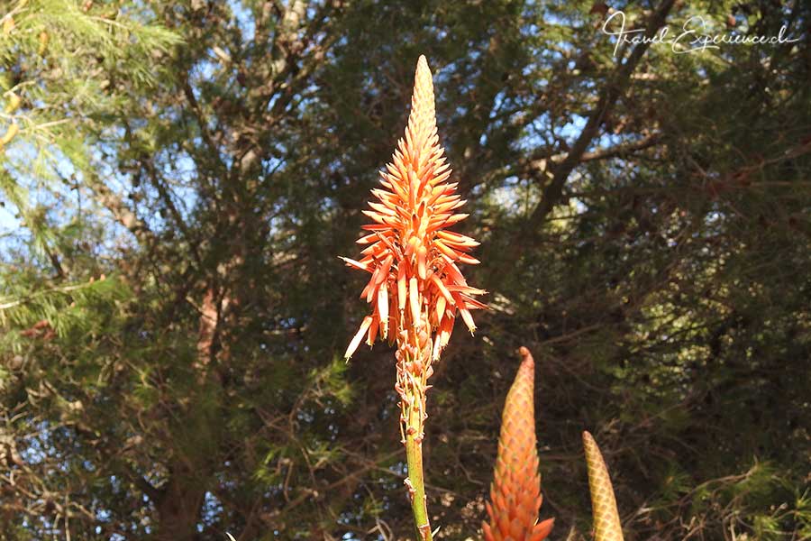 Detail, Pflanzenfoto, Blüte der Fackellilie