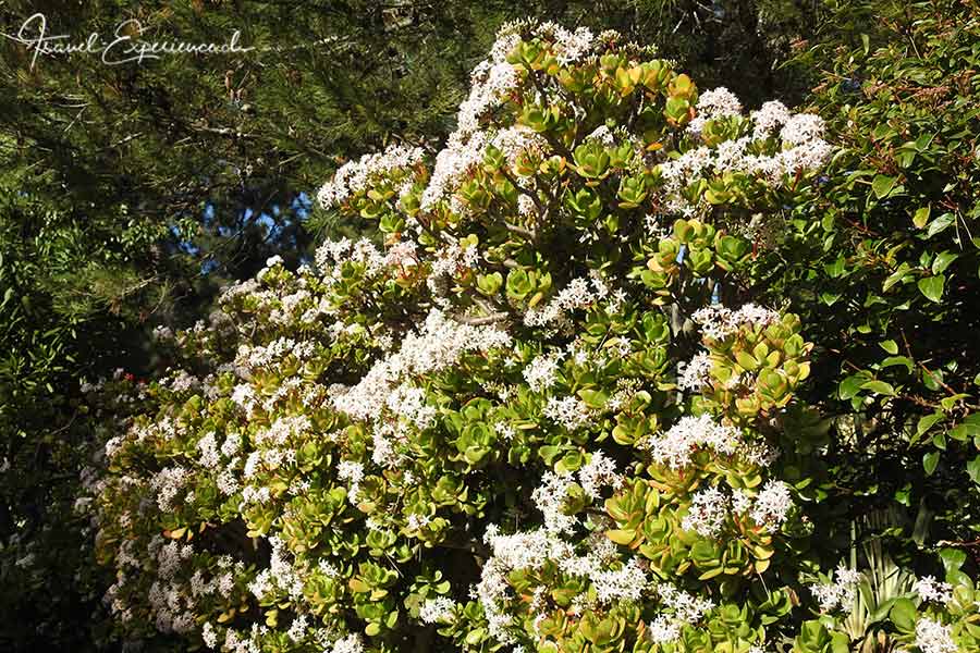 Pflanzenfoto, blühender Busch in Portugal
