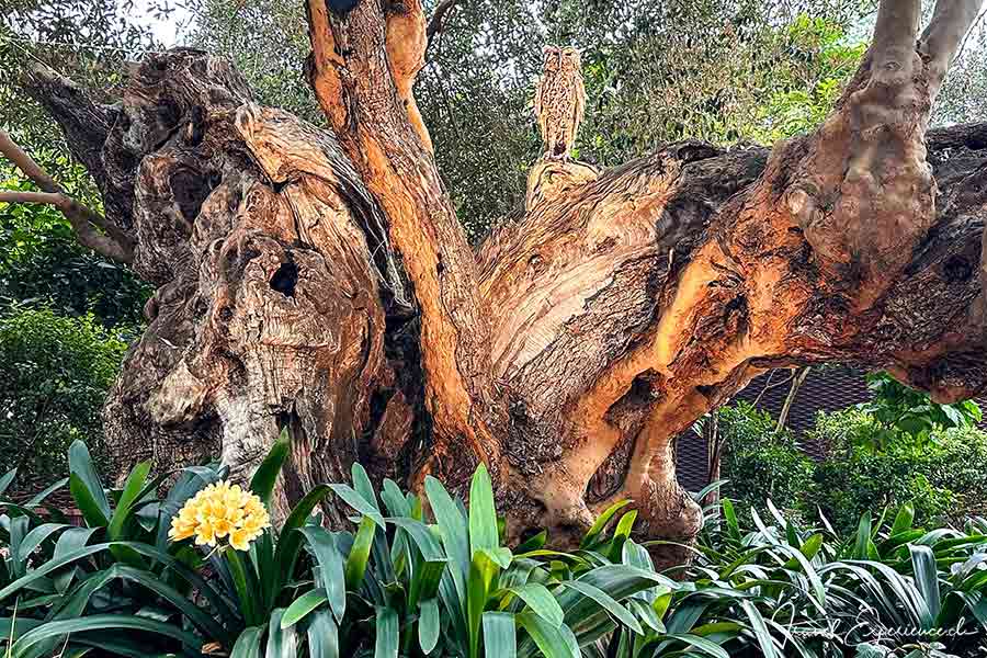 Wurzelwerk mit Holzeule, Garden by the Bay, Singapur