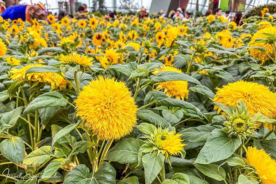 Sonnenblumen in allen Variationen im Garden by the Bay in Singapur