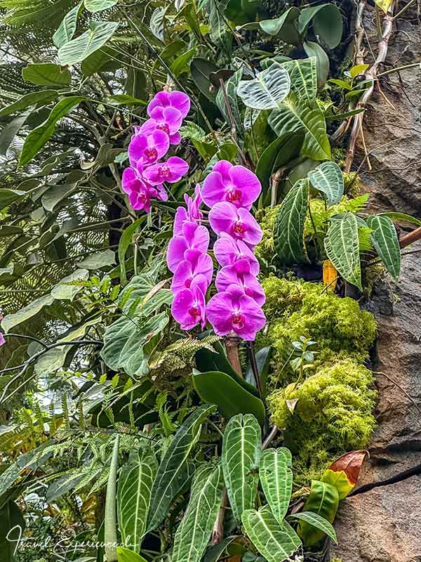 Lila Orchidee im Cloud Forest im Garden by the Bay in Singapur