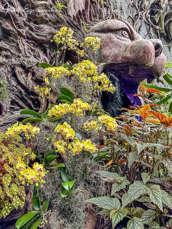 Schmetterlingsorchidee im Cloud Forest im Garden by the Bay in Singapur