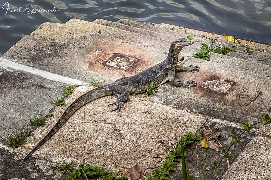 Waraneidechse am Singapore River