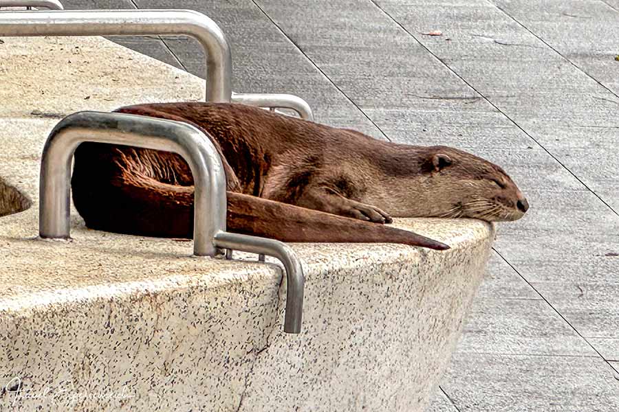 Fischotter, Singapur