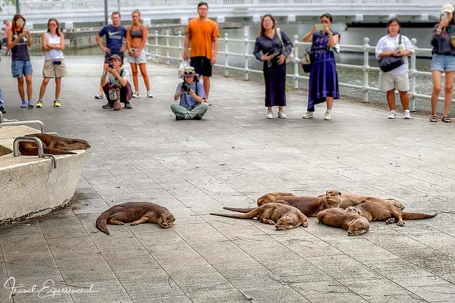 Fischotter und Touristen in Singapur