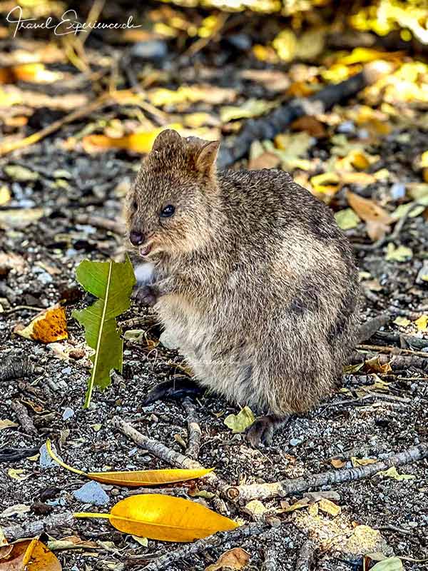 Fressender Quokka auf Rottnest Island