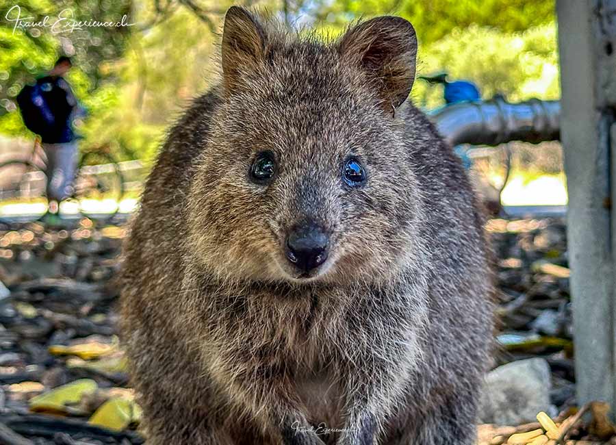 Nahaufnahme eines Quokkas