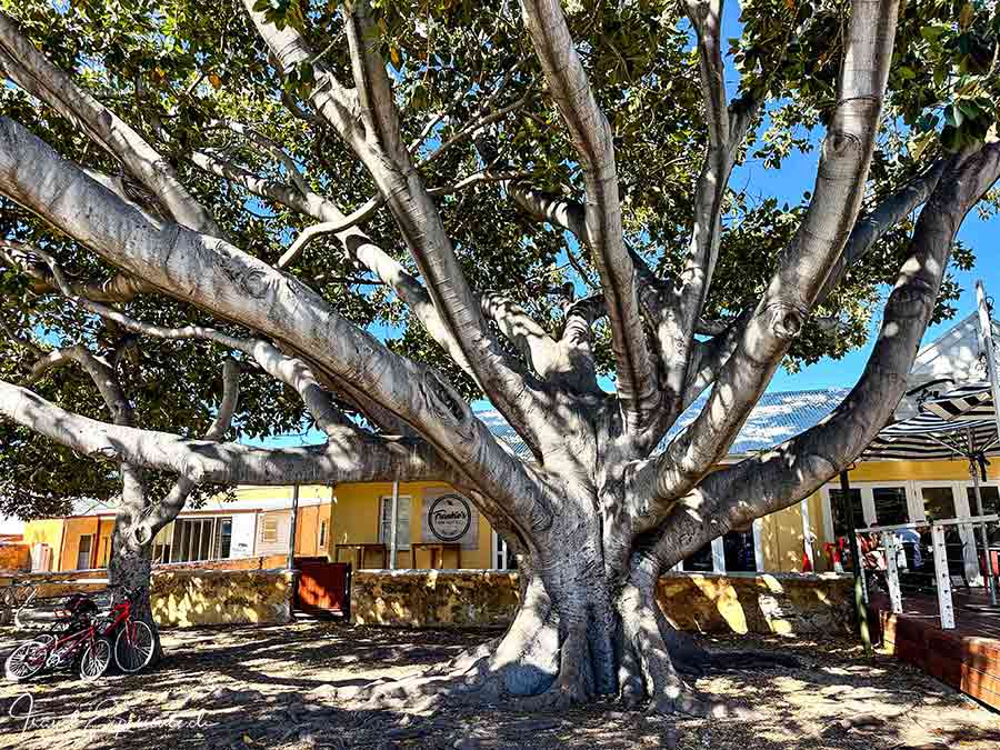 Riesiger Tuart Eukalyptusbaum in Thomson Bay, Rottnest Island