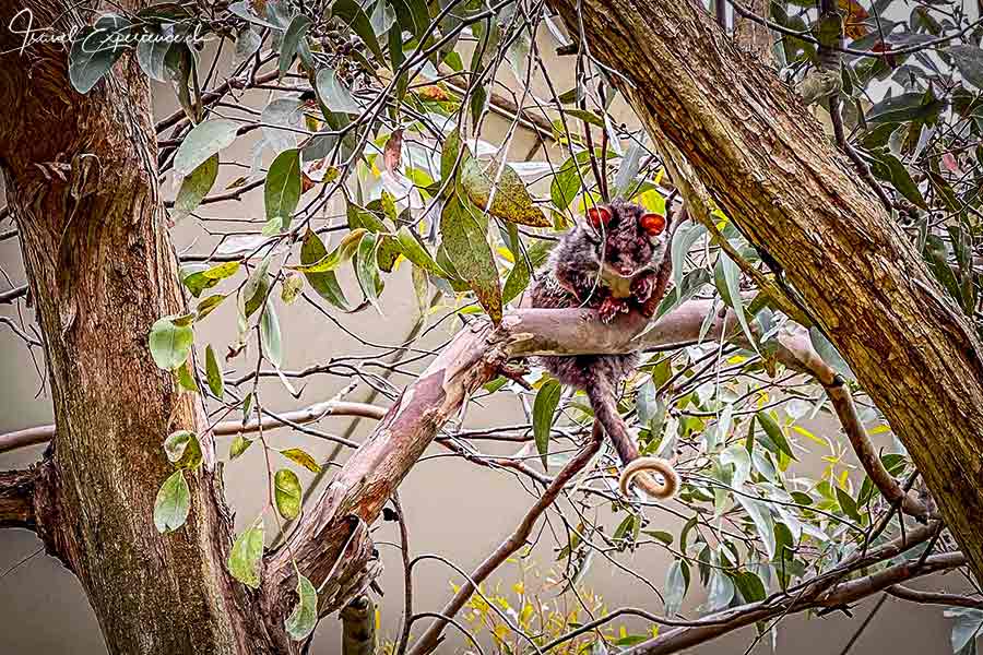 Opossum im Euklalyptusbaum auf dem Mount Lofty bei Adelaide