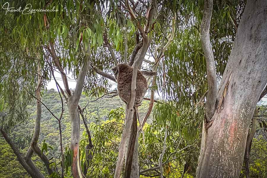 Koala von hinten in einem Eukalyptusbaum bei Adelaide