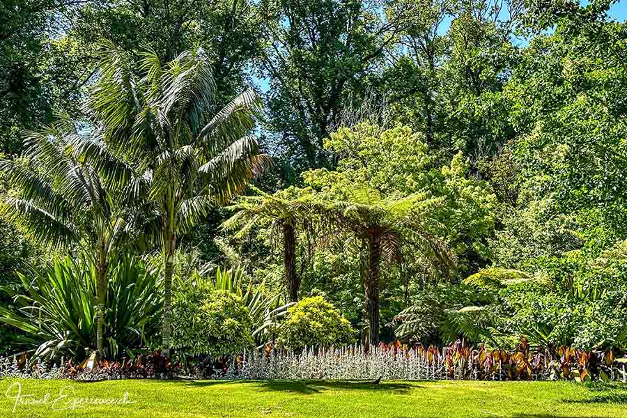 Riesenfarne und Palmen im Fitzfroy Garden in Melbourne.