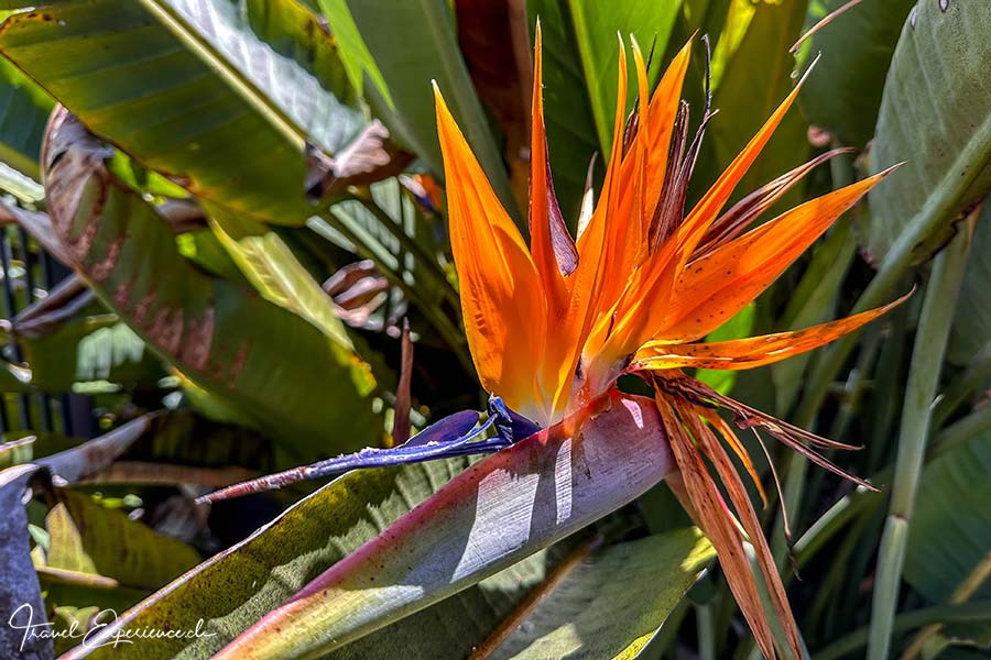 Blüte der Papageienblume, Strelizie, im Royal Botanic Garden in Melbourne