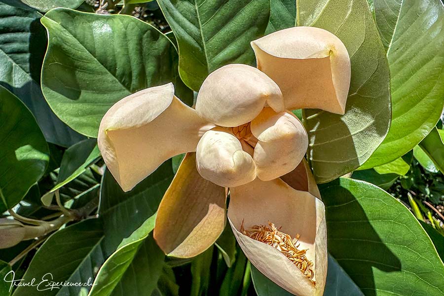 Blüte der Delavay-Magnolie im Royal Botanic Garden in Melbourne