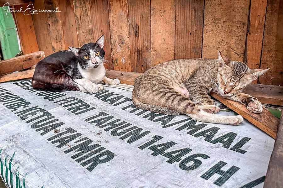 Detailaufnahme, zwei Katzen am Pasar Pabean in Surabaya