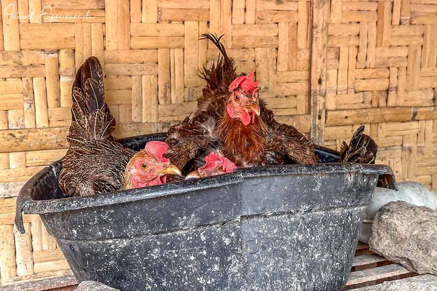 Hühner in Plastikbecken im Dorf Desa Ende