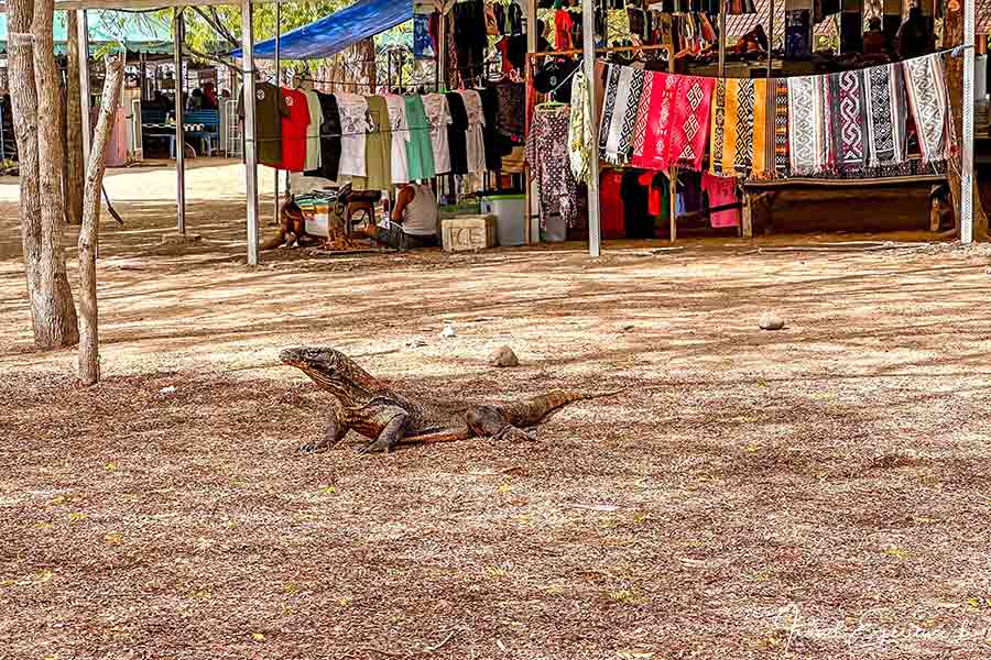 Komodo-Waran vor dem Markt beim Nationalpark-Eingang