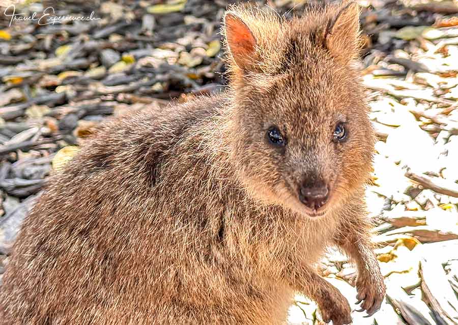 Nahaufnahme eines Quokka auf Rottnest Island