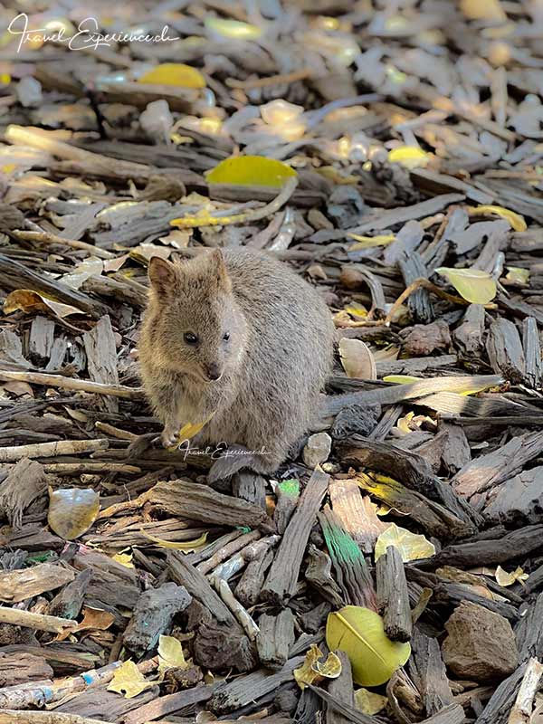 Quokka auf Rottnest Island