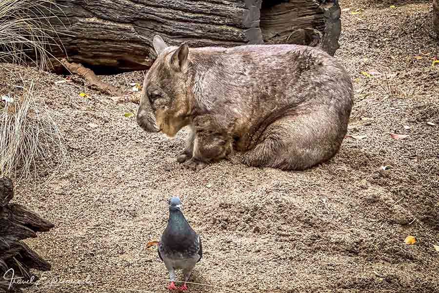 Wombat mit Taube im Vordergrund im Featherdale Wildlife Park bei Sydney