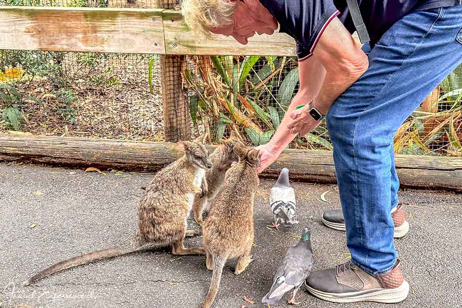 Drei Känguruhs wollen Futter von Heinz im Featherdale Wildelife Park bei Sydney