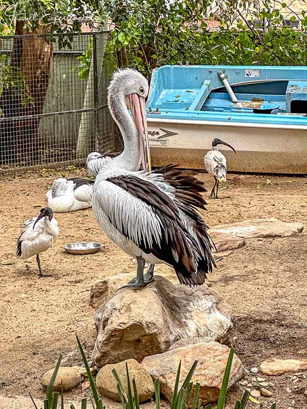 Pelikan im Featherdale Wildlife Park bei Sydney