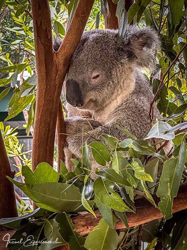 Zufrieden dösender Koala im Eukalyptusbaum im Featherdeale Wildlife Park bei Sydney
