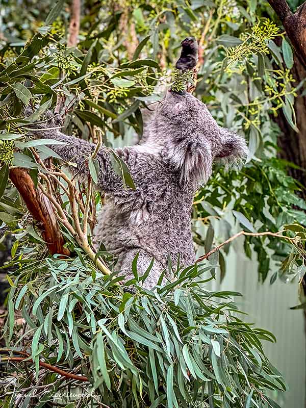 Ein Koala streckt sich nach Eukalyptusblättern im Featherdale Wildlife Park bei Sydney