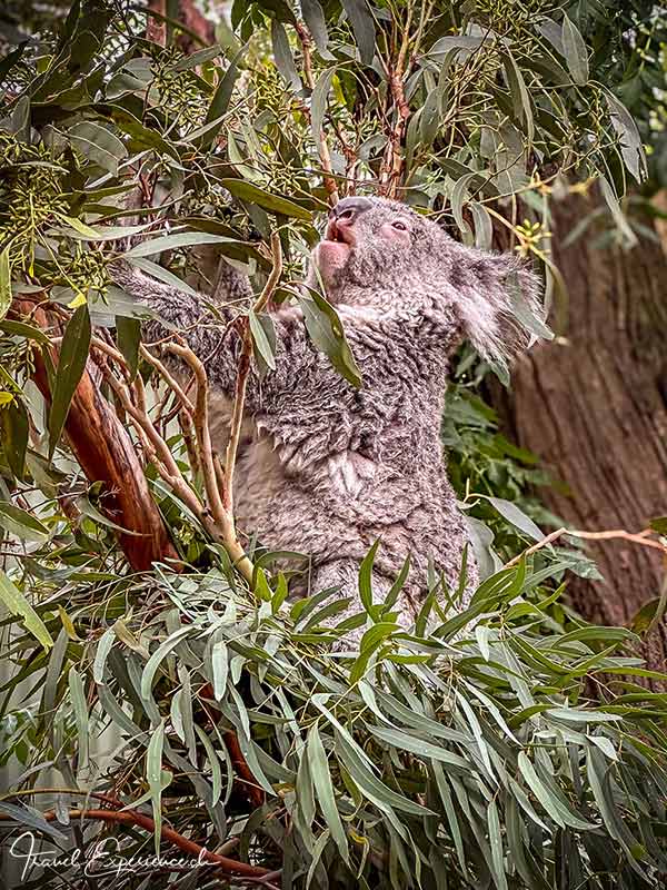 Der Koala im Featherdale Wildlife Park scheint entrüstet zu sein