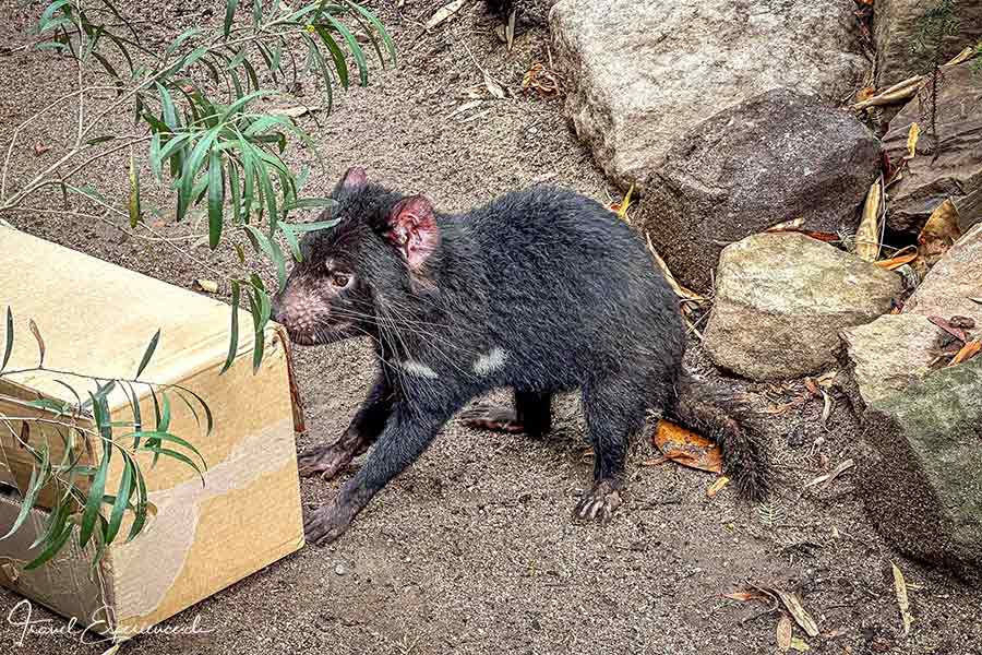 Taschmanischer Teufel spielt mit Kartonschachtel im Featherdale Wildlife Park bei Sydney