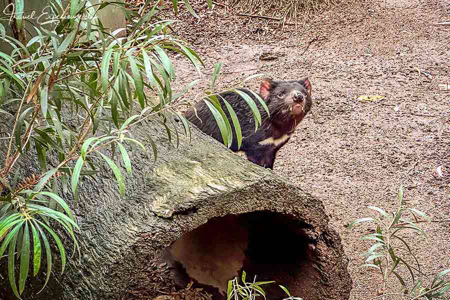 Der Tasmanische Teufel zeigt seine Zähne im Featherdale Wildlife Park bei Sydney