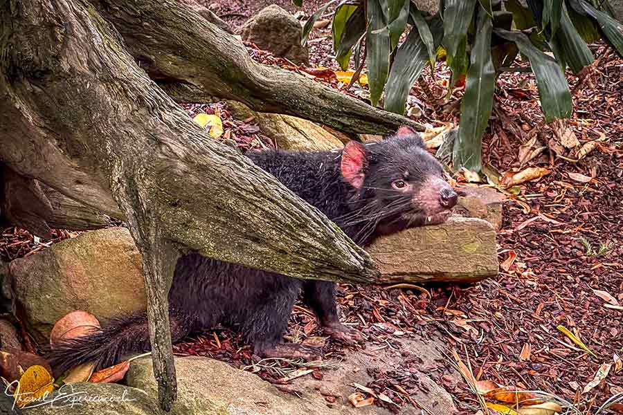 Tasmanischer Teufel bei einer Baumwurzel im Featherdale Wildlife Park bei Sydney