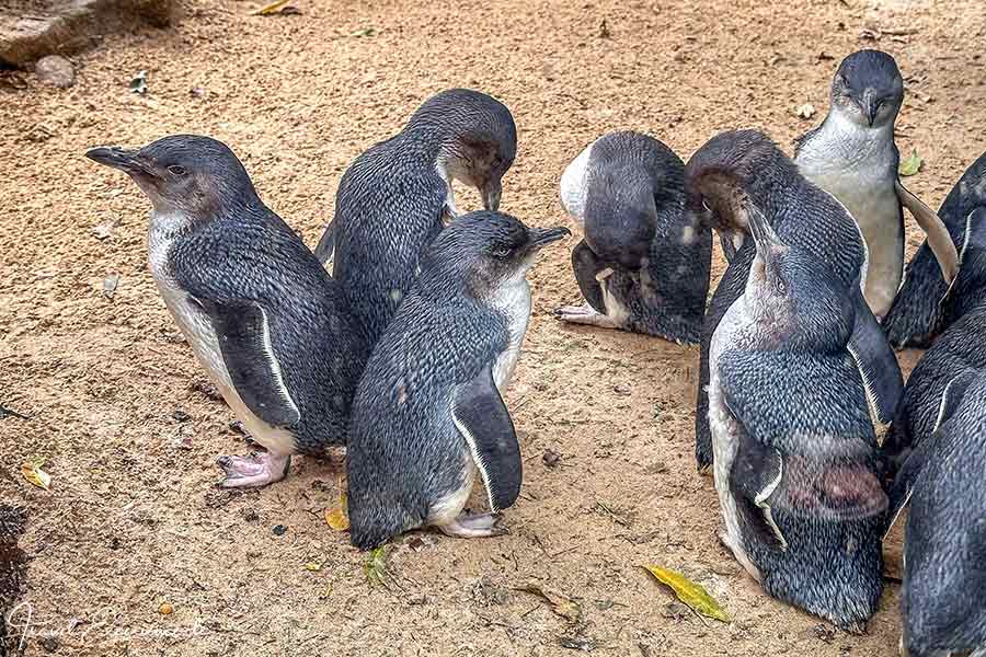 Zwergpinguine im Featherdale Wildlife Park bei Sydney