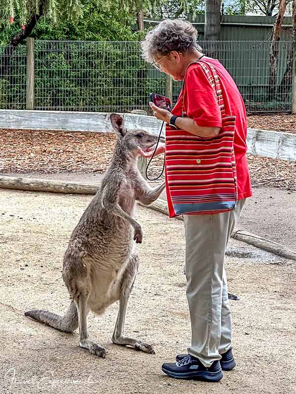 Inge streichelt ein etwas grösseres Känguruh im Featherdale Wildlife Park bei Sydney