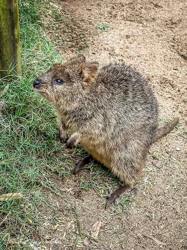 Gut getarnter Quokka im Featherdale Wildlife Park bei Sydney