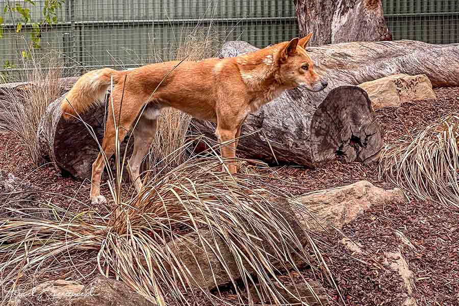 Der Dingo wacht über sein Gehege im Featherdale Wildlife Park bei Sydney