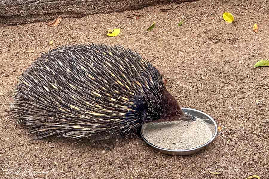 Ameisenigel am Futterin im Featherdale Wildlife Park bei Sydney